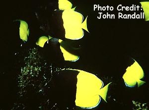  Chaetodon smithi (Smith's Butterflyfish)