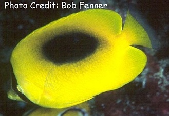  Chaetodon speculum (Speculum Butterflyfish, Ovalspot Butterflyfish)