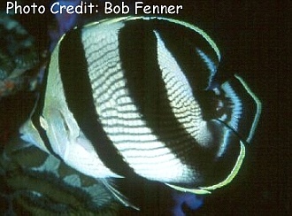  Chaetodon striatus (Banded Butterflyfish)