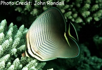  Chaetodon triangulum (Triangular Butterflyfish)