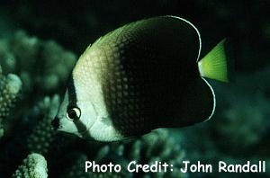  Chaetodon trichrous (Tahiti Butterflyfish)