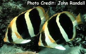  Chaetodon tricinctus (Threestripe Butterflyfish)