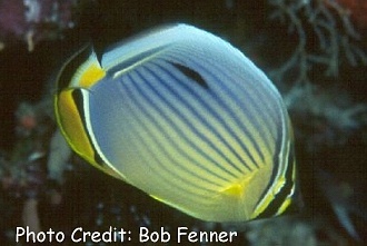  Chaetodon trifasciatus (Indian Ocean Redfin Butterflyfish, Indian Ocean Pinstriped Butterflyfish)