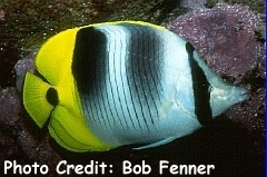  Chaetodon ulietensis (Doublesaddle Butterflyfish, False Falcula Butterflyfish)