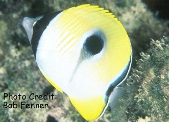  Chaetodon unimaculatus (Teardrop Butterflyfish)