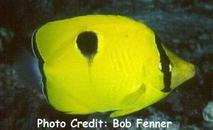  Chaetodon unimaculatus interruptus (Indian Ocean Teardrop Butterflyfish)