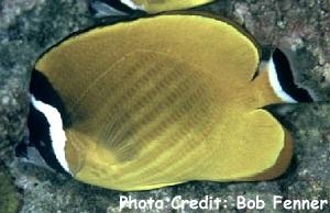  Chaetodon wiebeli (Wiebel's Butterflyfish, Hong Kong Butterflyfish)