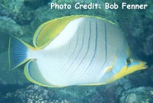  Chaetodon xanthocephalus (Yellow-Head Butterflyfish)