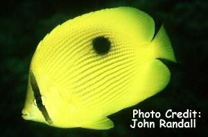  Chaetodon zanzibariensis (Zanzibar Butterflyfish)