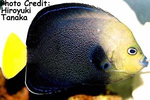  Chaetodontoplus caeruleopunctatus (Bluespotted Angelfish, Blue-spangled Angelfish, Blue Dust Angelfish)