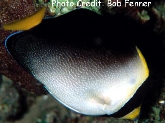  Chaetodontoplus mesoleucus (Vermiculated Angelfish, Singapore Angelfish)