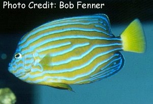  Chaetodontoplus septentrionalis (Bluestripe Angelfish, Bluelined Angelfish)