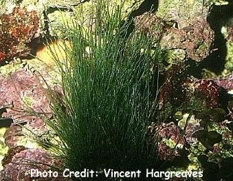  Chaetomorpha aerea (Tall Hair Alga)