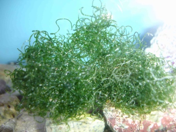  Chaetomorpha linium  (Refugium Algae, Chaeto)
