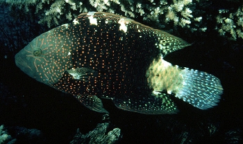  Cheilinus abudjubbe (Abudjubbe Wrasse)