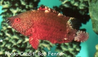  Cheilinus oxycephalus (Snooty Wrasse)