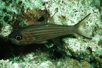  Cheilodipterus alleni (Allen’s Cardinalfish)
