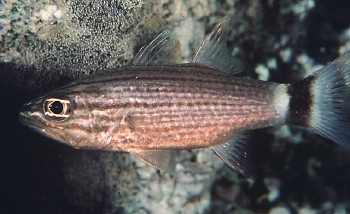  Cheilodipterus arabicus (Tiger Cardinalfish)