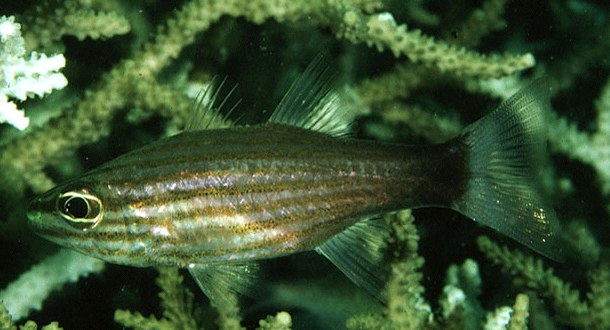  Cheilodipterus artus (Wolf Cardinalfish)