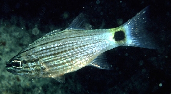  Cheilodipterus lachneri (Arrowtooth Cardinalfish)