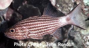  Cheilodipterus macrodon (Large-toothed Cardinalfish)