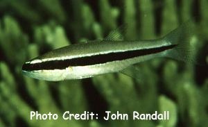  Cheilodipterus parazonatus (Mimic Cardinalfish)