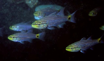  Cheilodipterus persicus (Persian Cardinalfish)
