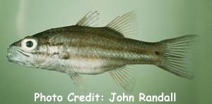  Cheilodipterus singapurensis (Truncate Cardinalfish)