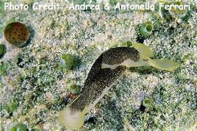  Chelidonura amoena (Headshield Slug)