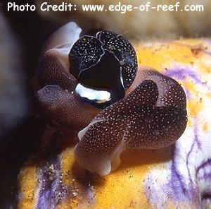  Chelidonura inornata (Headshield Slug)