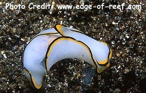  Chelidonura pallida (Headshield Slug)