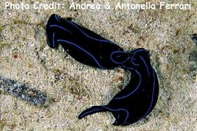  Chelidonura varians (Headshield Slug, Black Velvet Slug)