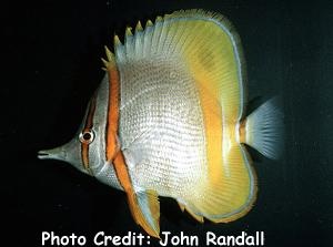  Chelmon marginalis (Margined Butterflyfish, Three-stripe Longnose Butterflyfish, Margined Coralfish)