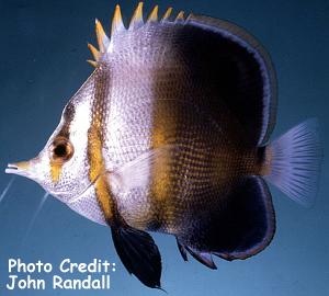  Chelmon muelleri (Muelleri Butterflyfish, Blackfin Coralfish)