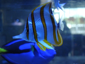  Chelmon rostratus (Copperband Butterflyfish, Beaked Coralfish, Banded Long-snout Butterflyfish, Beaked Butterflyfish)