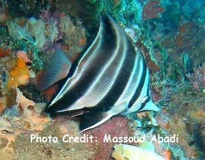  Chelmonops curiosus (Squareback Butterflyfish, Western Talma Butterflyfish, Truncate Coralfish)