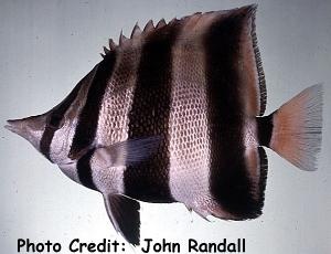  Chelmonops truncatus (Truncate Butterflyfish, Eastern Talma Butterflyfish, Truncate Coralfish)