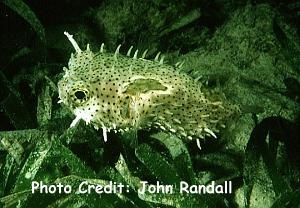  Chilomycterus antennatus (Bridled Burrfish)