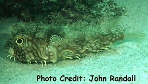  Chilomycterus antillarum (Web Burrfish)