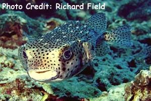  Chilomycterus reticulatus (Spotfin Burrfish)