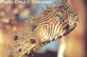  Chilomycterus schoepfi (Striped Burrfish)
