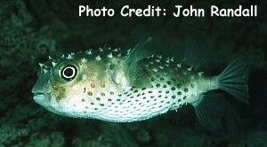 Chilomycterus spilostylus (Spotbase Burrfish)
