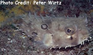  Chilomycterus spinosus (Eye-spot Burrfish)