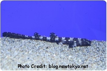  Chiloscyllium plagiosum (Whitespotted Bamboo Shark)