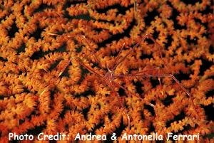  Chirostylus dolichopus (Deep Sea Squat Lobster, Spider Crab)