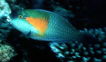 Chlorurus bowersi (Bower's Parrotfish)