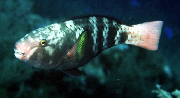  Chlorurus capistratoides (Indian Parrotfish)