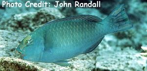  Chlorurus frontalis (Pacific Slopehead Parrotfish)