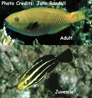  Chlorurus gibbus (Heavybeak Parrotfish)