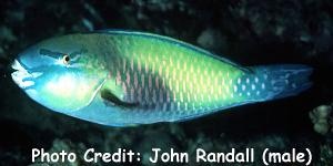  Chlorurus japanensis (Palecheek Parrotfish)